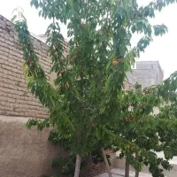 کارگر ساده هستم در صورت نیاز