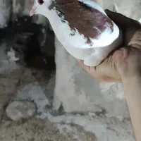 کبوتر خال سرخ