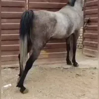 مادیان کرد|اسب و تجهیزات اسبسواری|شازند, |دیوار