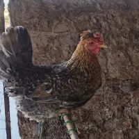 مرغ تخمگذار