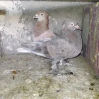 کفتر