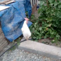 مرغ سفید قربانی|حیوانات مزرعه|شهریار, رنگرز|دیوار