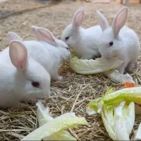 خرگوش|موش و خرگوش|سبزوار, پامنار|دیوار