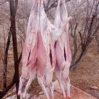 ذبح شرعی دام بره گوساله وشترمرغ|خدمات پذیرایی، مراسم|نجف‌آباد, امام خمینی|دیوار