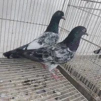 یک جفت کمانگر سیاه نابروان فروشی