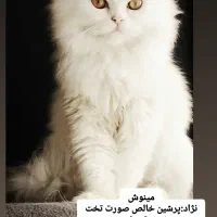 پرشین ماده.اسکاتیش نر فوری|گربه|آمل, |دیوار