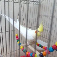 عروس هلندی لوتینو نر|پرنده|کبودرآهنگ, |دیوار