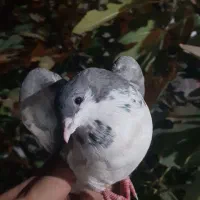 کفتر|پرنده|شیراز, کوشک میدان|دیوار