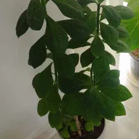 گل آپارتمانی