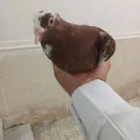یک جوفت پلنگ سرخ کاکل