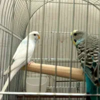 مرغ عشق تازه تخم گذاشته بود