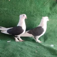 کبوتر بوشهری|پرنده|دلوار, |دیوار