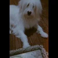 واگذاری رایگان