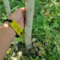 فروش نهال صنوبر ۳ متری|خدمات باغبانی و درختکاری|اردستان, |دیوار