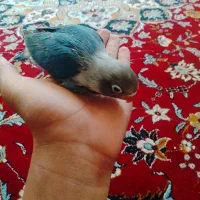 کوتوله دستی|پرنده|اردکان, |دیوار