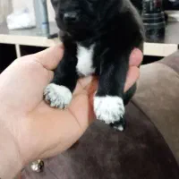 توله آپارتمانی|سگ|هشتگرد, قاسم آباد بزرگ|دیوار