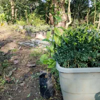 نهال نارنج نایلکسی