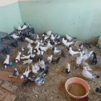 کبوتر|پرنده|خانمیرزا, |دیوار