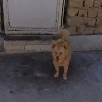 سگ پامر روباهی اصل