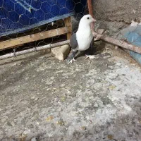 کبوتر ماده مشهدی گرفته امروز