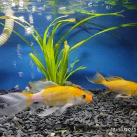 ماهی آکواریوم