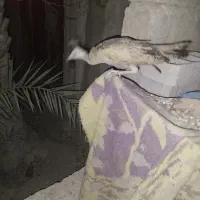 فروش یک عدد جوجه طاووس|حیوانات مزرعه|قیروکارزین, |دیوار