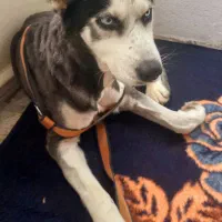 سک نر نژاد هاسکی|سگ|بابل, |دیوار