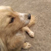 سگ پامر روباهی