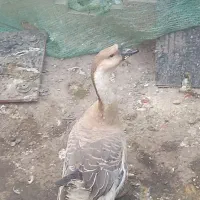 غو غاز محلی  نر و ماده 6 عدد