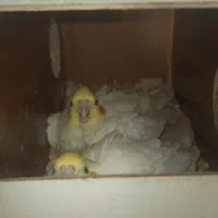 عروس هلندی لوتینو مولد|پرنده|مشهد, سیسآباد|دیوار