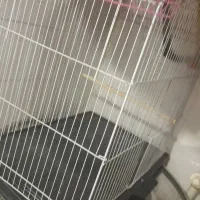 قفس|لوازم جانبی حیوانات|چمران, |دیوار