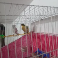 یک جفت قناری فر خوشتیپ