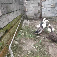 با مرغ محلی ماوضه میکنم|حیوانات مزرعه|نوشهر, |دیوار