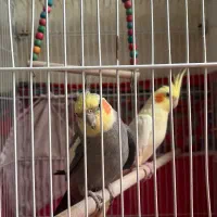 یک جفت عروس هلندی آماده