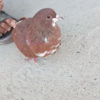 کبوتر
