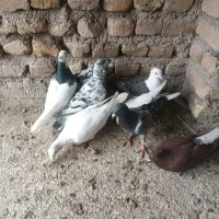 کبوتر پرشی|پرنده|فیروزه, |دیوار