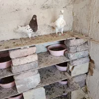 کفتر یا کبوتر جفتی ۶۰۰