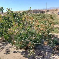 باغ پسته 7هکتار|فروش دفتر صنعتی، کشاورزی، تجاری|تربت جام, فاز ۱ فرهنگیان|دیوار