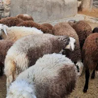 بره نر پرواری|حیوانات مزرعه|چگنی, |دیوار