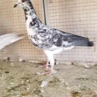 کبوتر.زاغ کرمونی سفیدکرمونی سوسکی کرمونی|پرنده|مشهد, امیر المومنین|دیوار