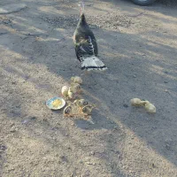 بوقلمون باجوجه خودش