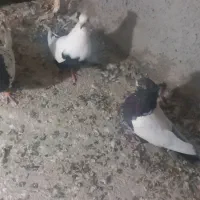 کبوتر نر و ماده کله سیاه|پرنده|اشترینان, |دیوار