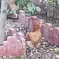 مرغ و خروس گلین