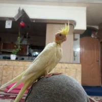 عروس یک ماهه سالم سرحال|پرنده|شهرضا, |دیوار