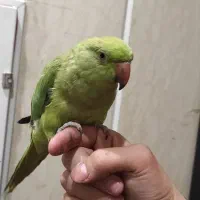 طوطی ملنگو فول دستی و سخنگو