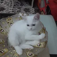 پت پرشین