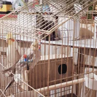 عروس هلندی|پرنده|شاهین‌شهر, اقبال لاهوری|دیوار