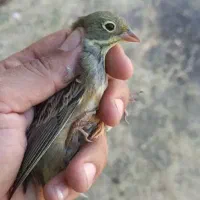 کمیاب گوش اهلی