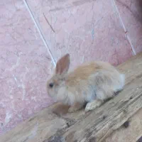 خرگوش لوپ|موش و خرگوش|مشهد, طلاب|دیوار
