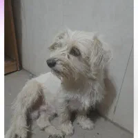 گمشده پاپی سفید|حیوانات|نجفآباد, جلال آباد|دیوار